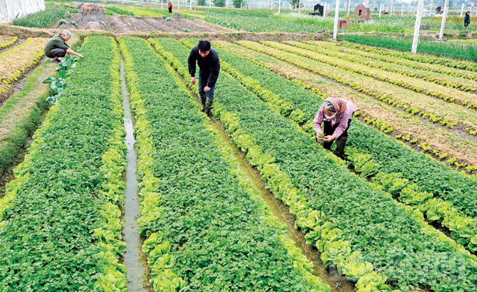 Bắc Giang: Trồng hơn 1,5 nghìn ha rau an toàn