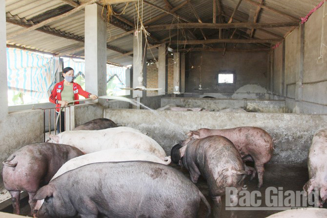 Hầm khí biogas - Giải phóng sức lao động cho người chăn nuôi