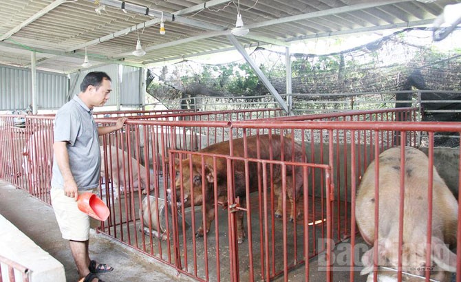 Mô hình chăn nuôi hiệu quả ở xã Quảng Minh