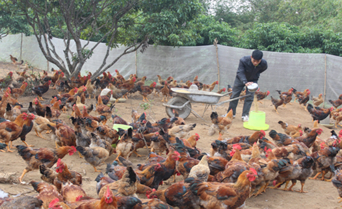 Yên Thế chuẩn bị 3,2 triệu con gà thịt bán trong dịp Tết