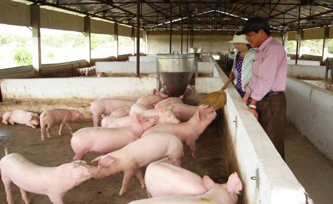 Trang trại nuôi lợn 3 tỷ đồng của một thương binh