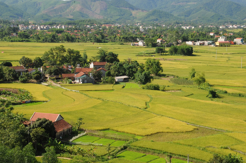 Mùa vàng nơi thung lũng An Châu