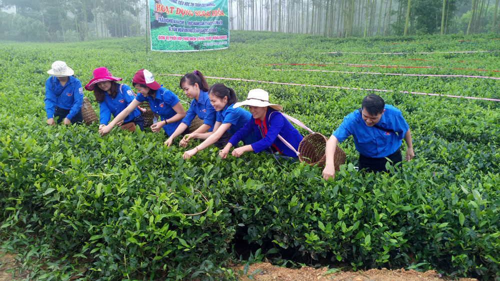 Chè bản Ven