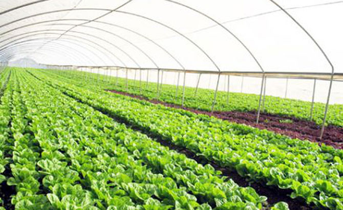 Tân Yên phát triển sản xuất nông nghiệp ứng dụng công nghệ cao