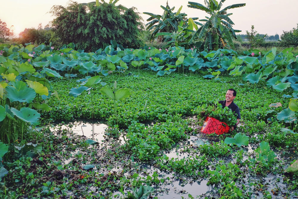 Niềm vui lao động