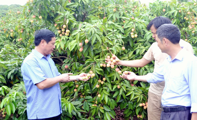 Tân Yên mở rộng vùng cây ăn quả chất lượng cao