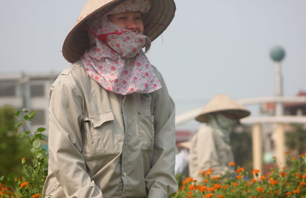 Hoa nắng