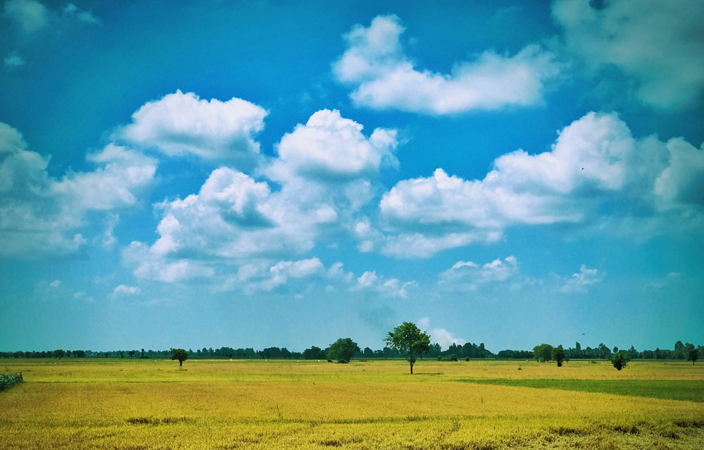 Sơn Động mùa lúa chín