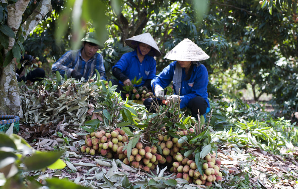 Thu hoạch vải sớm