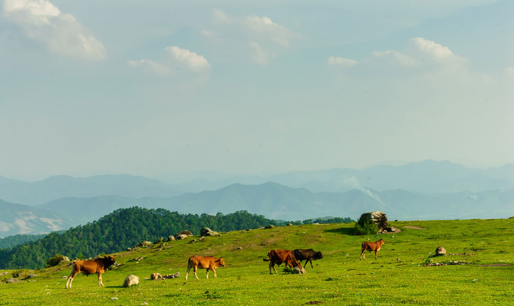 Chiều về trên Đồng Cao