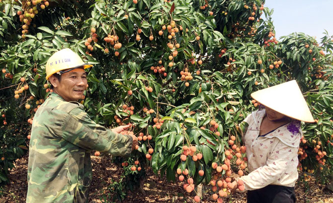 Tỷ phú xóm Lớ