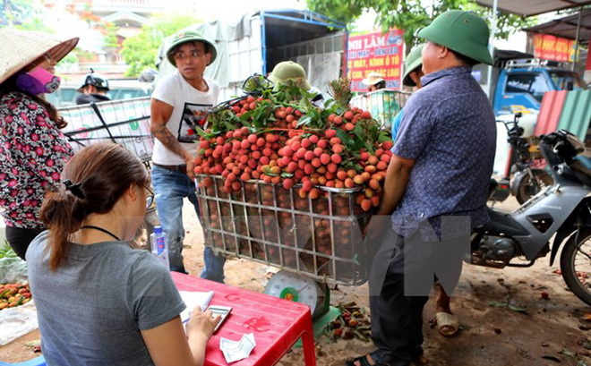 Vải thiều Bắc Giang được tiêu thụ mạnh nhờ chất lượng vượt trội