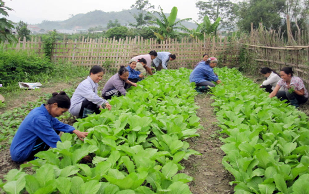 Lạng Giang: Dạy nghề trồng trọt cho lao động nông thôn