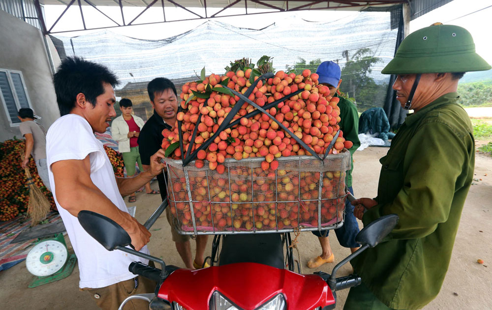 Sản xuất nông nghiệp theo tiêu chuẩn: Nâng cao chất lượng, giá trị nông sản