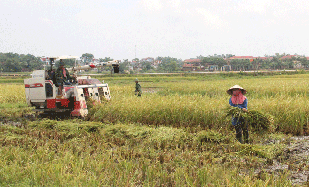 Lạng Giang phấn đấu dồn đổi 680 ha đất nông nghiệp