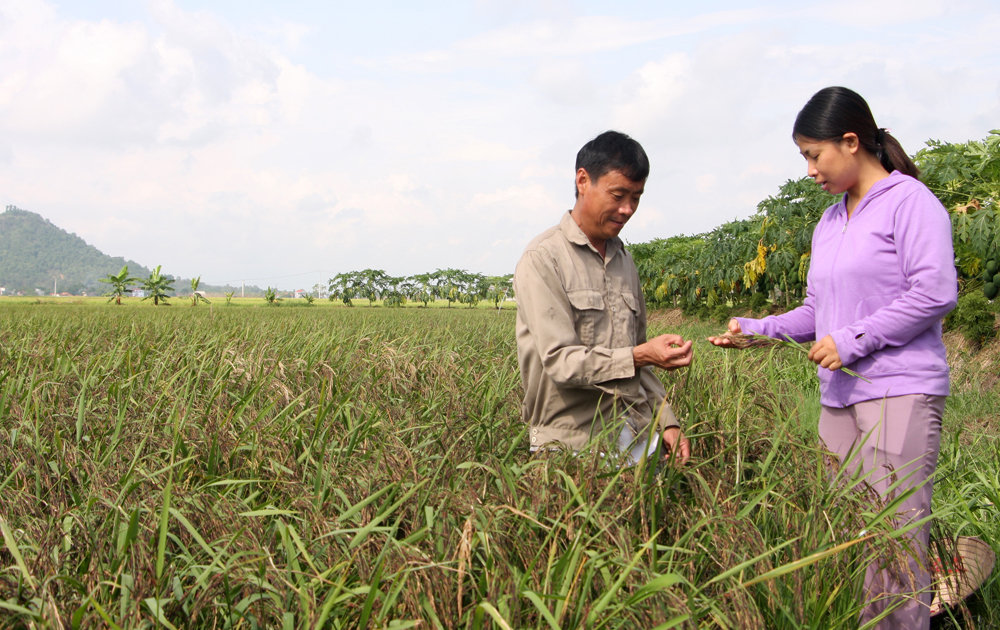 Nhữ Văn Tâm- Tiên phong với giống lúa thảo dược