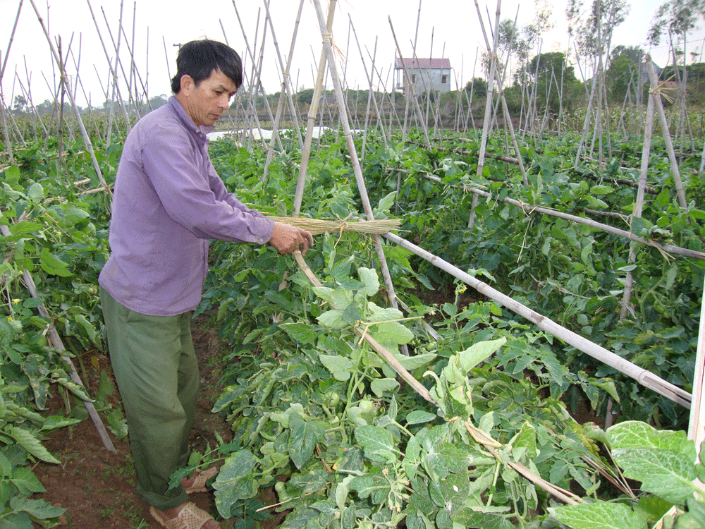 Lạng Giang gieo trồng 4.150 ha cây rau màu vụ đông