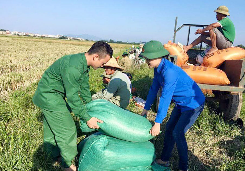 Thanh niên Yên Dũng thu hoạch hơn 3 ha lúa giúp người dân