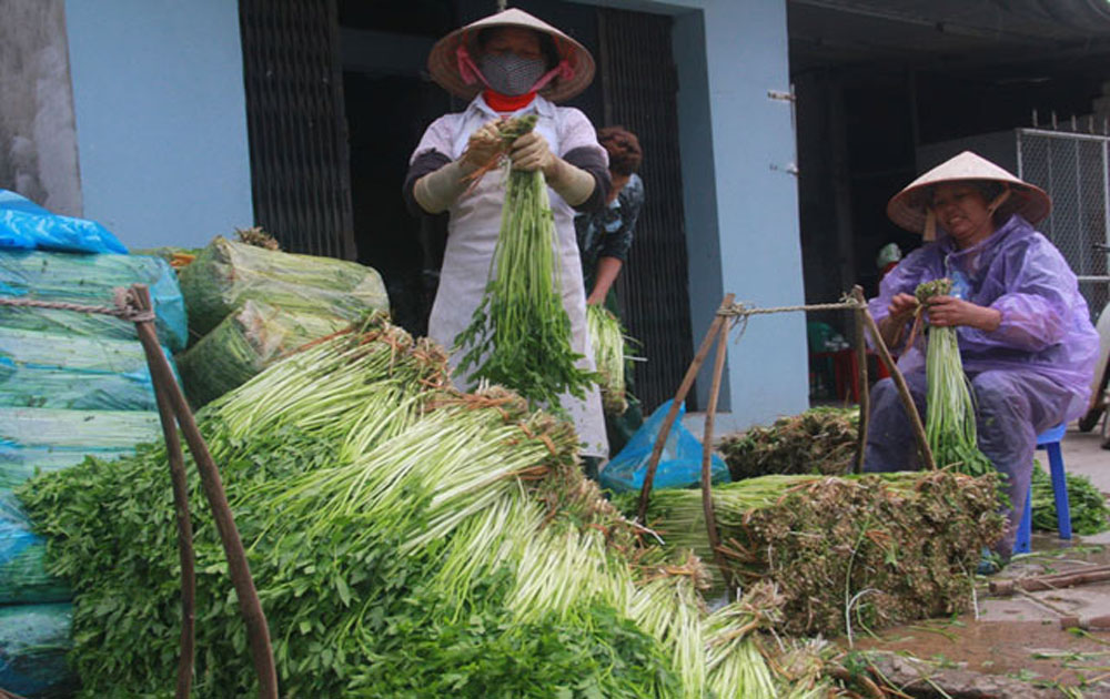 Mỗi ha rau cần thu hơn 500 triệu đồng