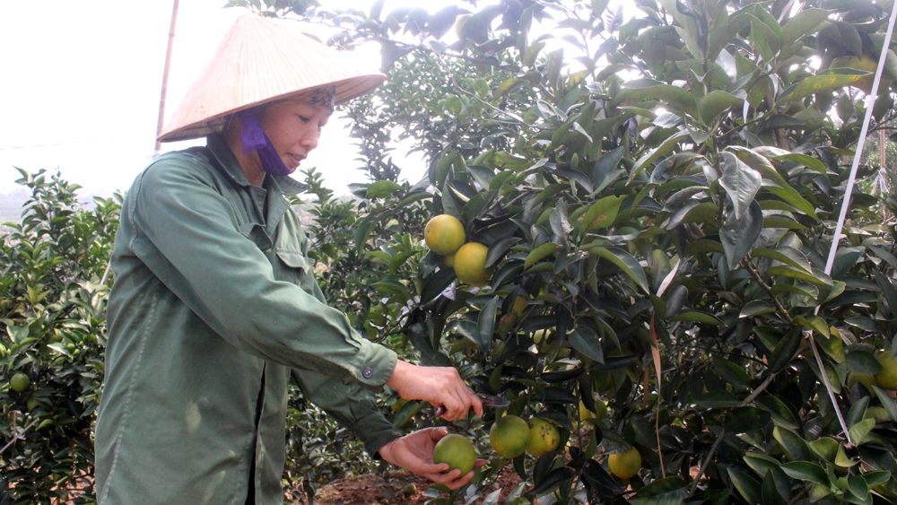 Thêm nhiều giống cây ăn quả mới về Lục Ngạn