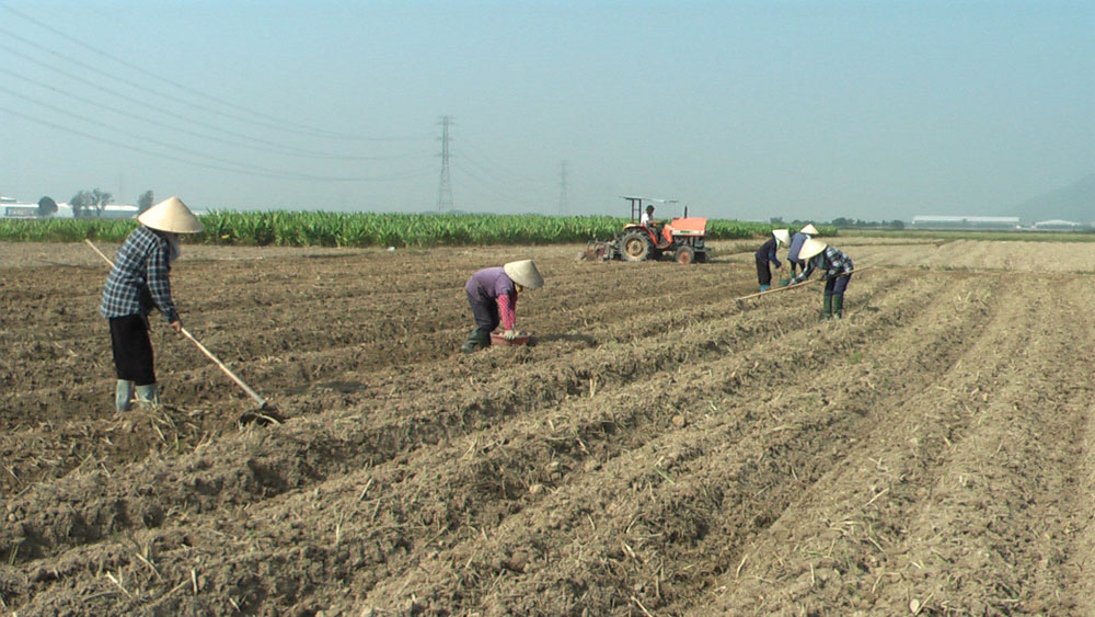 Yên Dũng gieo trồng 1.450 ha cây vụ đông