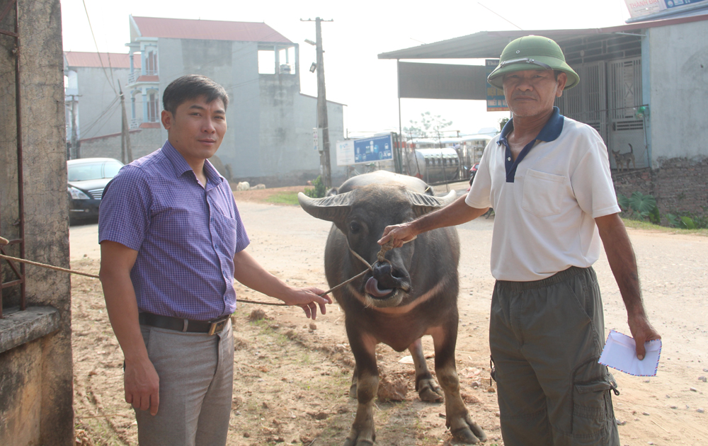 Trạm Khuyến nông Hiệp Hòa tiếp nhận Dự án phát triển giống trâu