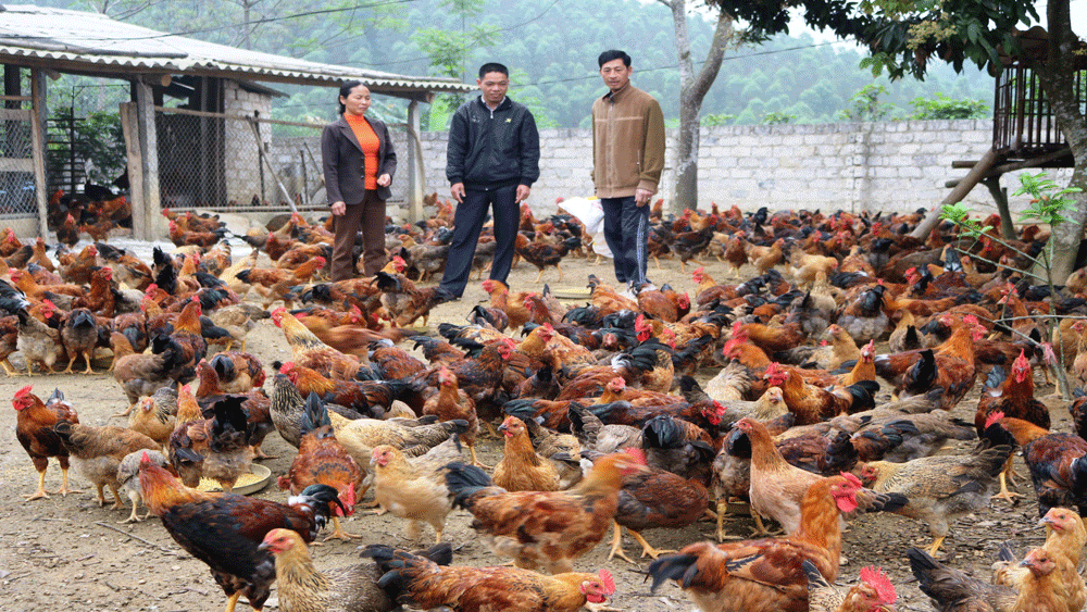 Yên Thế: Người dân tích cực vào đàn gà phục vụ thị trường Tết