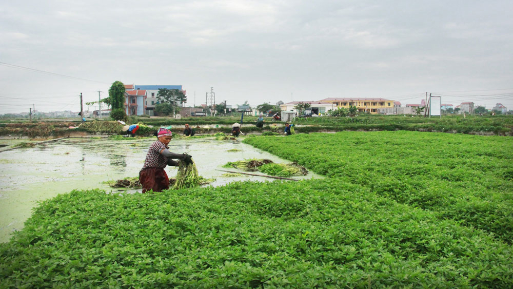 Hiệp Hòa giảm 851 hộ nghèo