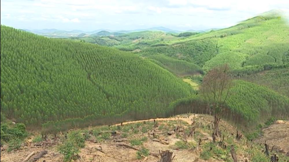 Thu gần 80 tỷ đồng từ khai thác rừng trồng kinh tế