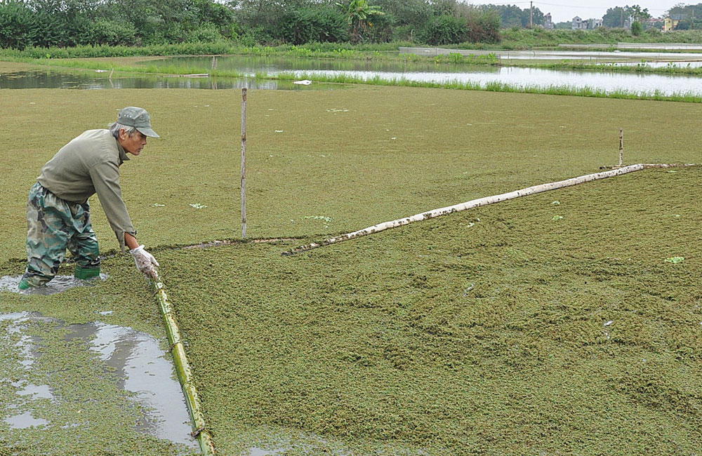 Thu trăm triệu từ bèo hoa dâu