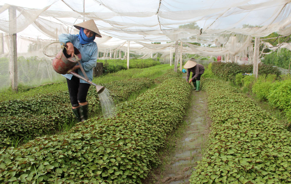 HTX sản xuất, kinh doanh nông sản sạch Đa Mai