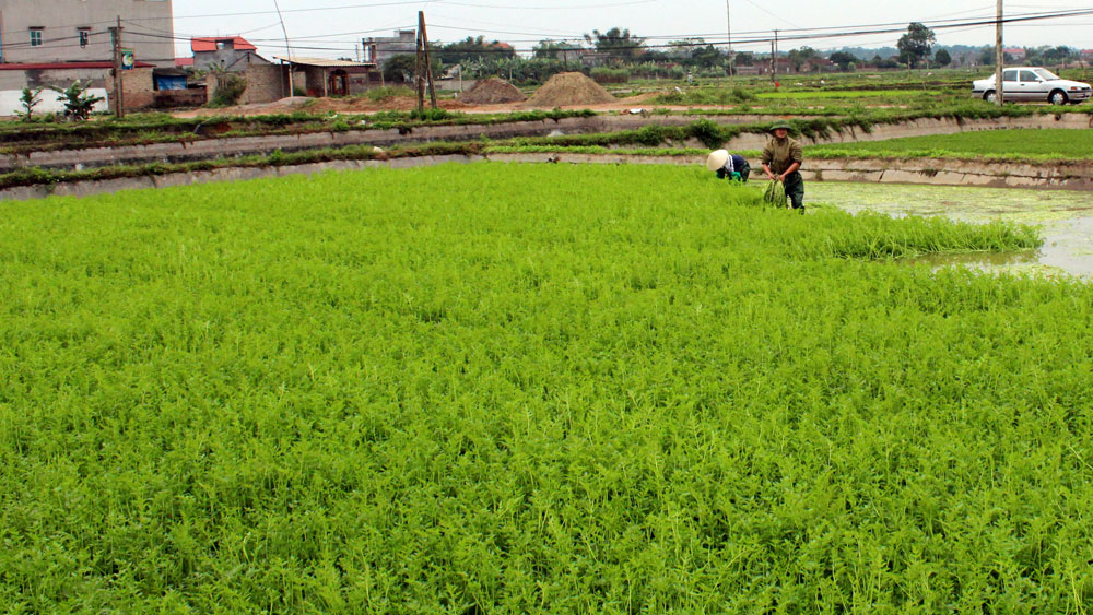 Rau cần VietGAP ở Bắc Giang thu lãi hơn 130 triệu đồng/ha