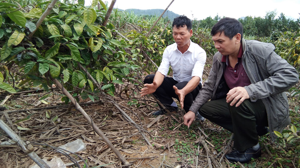 Phát triển cây bản địa, dược liệu dưới tán rừng: Tạo sinh kế, thu nhập cho người dân