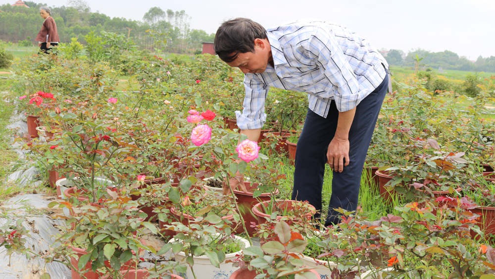 Những nông dân năng động làm kinh tế giỏi ở Song Mai
