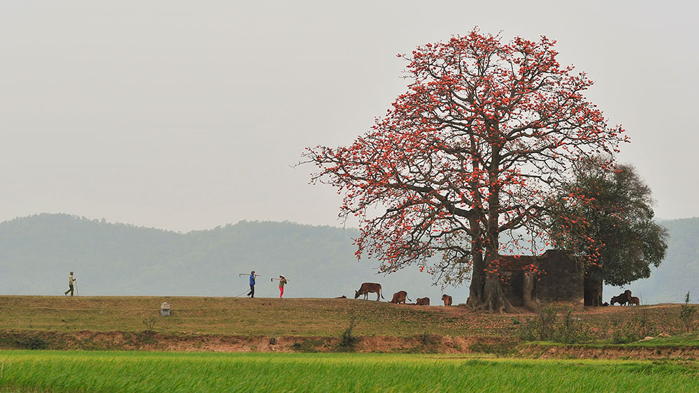 Miền quê Bắc Giang