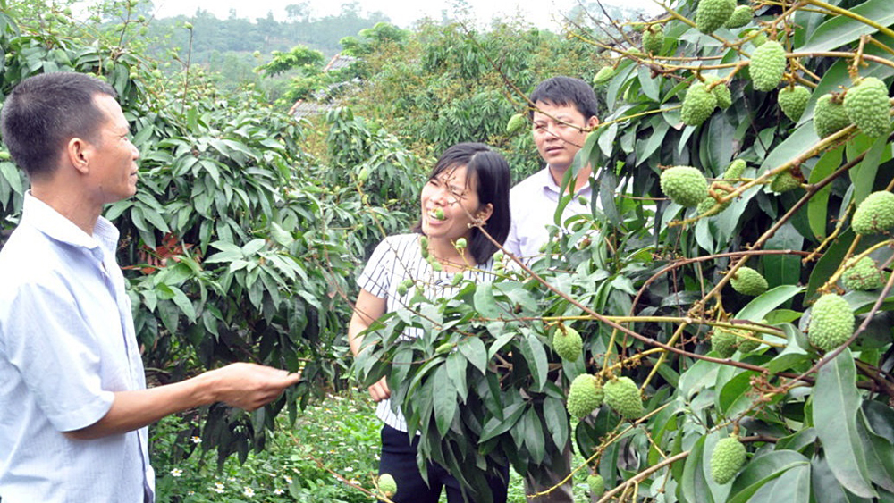 Tân Yên: Hơn 200 ha vải sớm theo tiêu chuẩn VietGAP