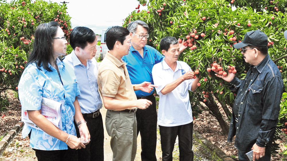 Tạo khác biệt từ  tour du lịch mùa vải thiều