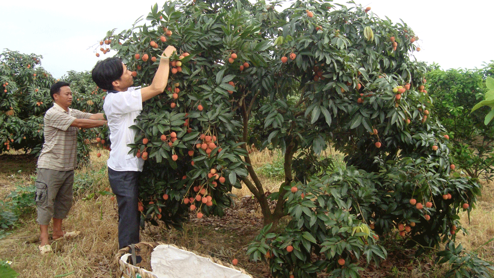 Sản lượng vải thiều sớm ước đạt 13-15 nghìn tấn