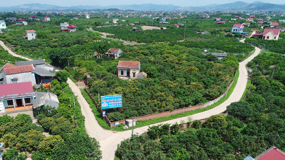 Lục Ngạn, sẵn sàng cho mùa quả ngọt