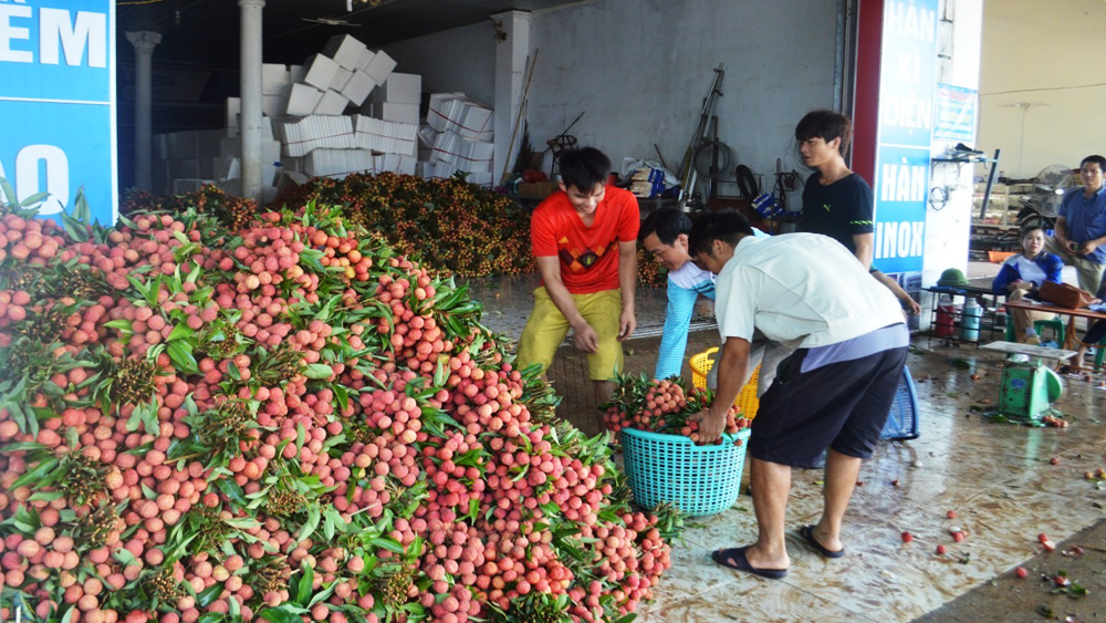 Vải thiều tiêu thụ thuận lợi, dao động từ 12-20 nghìn đồng/kg