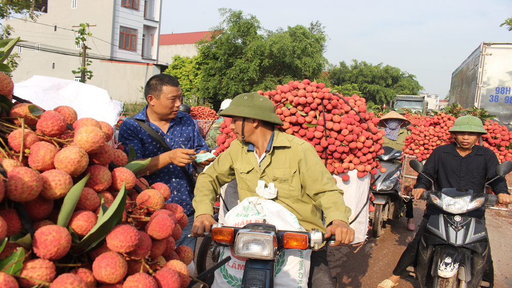 Lục Ngạn: Giá vải thiều cao nhất đạt 25 nghìn đồng/kg