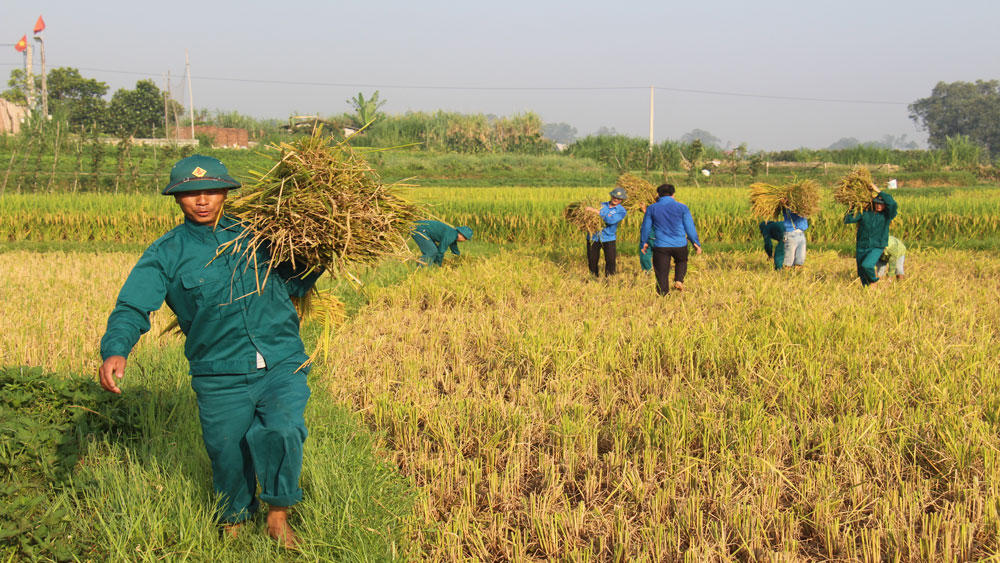 Hỗ trợ gặt lúa cho gia đình khó khăn