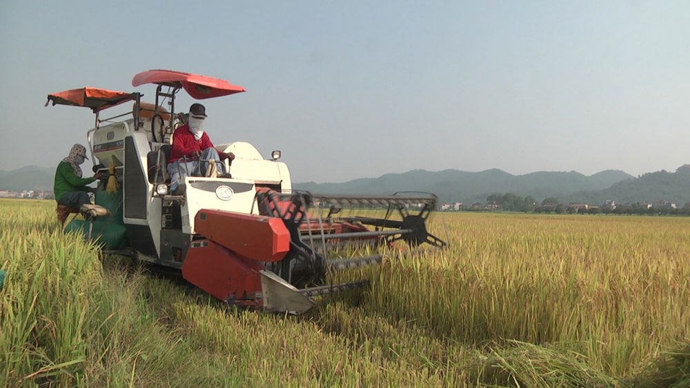 Yên Dũng tập trung thu hoạch lúa chiêm xuân