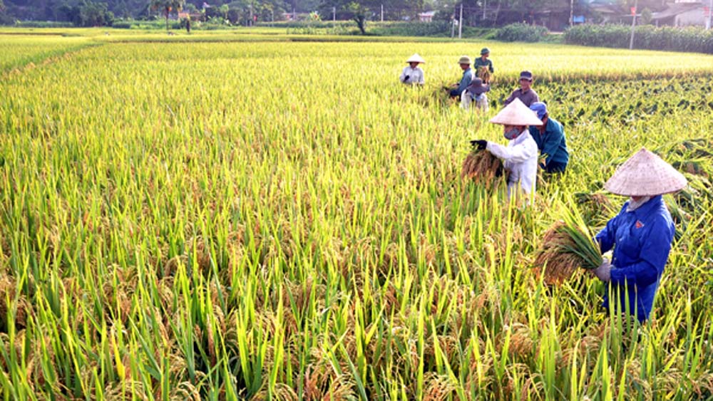 Lục Nam: Năng suất lúa chiêm xuân đạt gần 63 tạ/ha