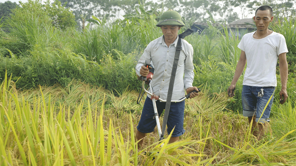 Giải phóng sức lao động cho mùa vàng thêm vui