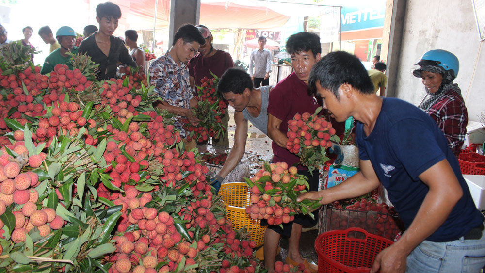 Vải thiều trên địa bàn tỉnh Bắc Giang tiêu thụ thuận lợi, bình quân gần 6 nghìn tấn/ngày