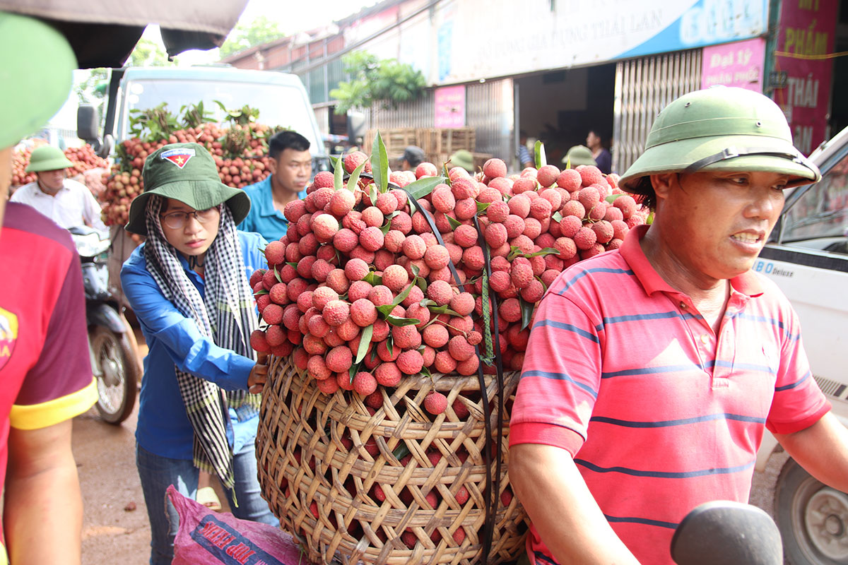 Thanh niên tình nguyện giúp nhân dân tiêu thụ vải thiều