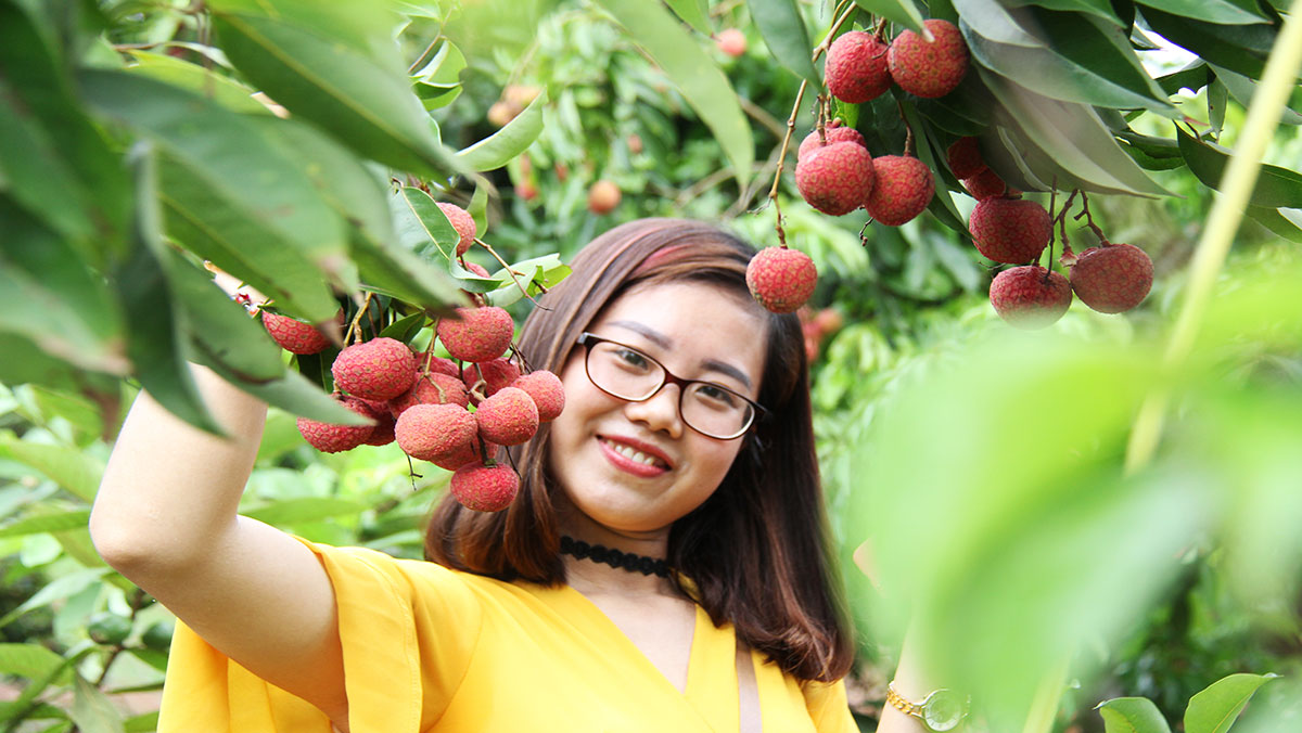 Trải nghiệm mùa vải chín