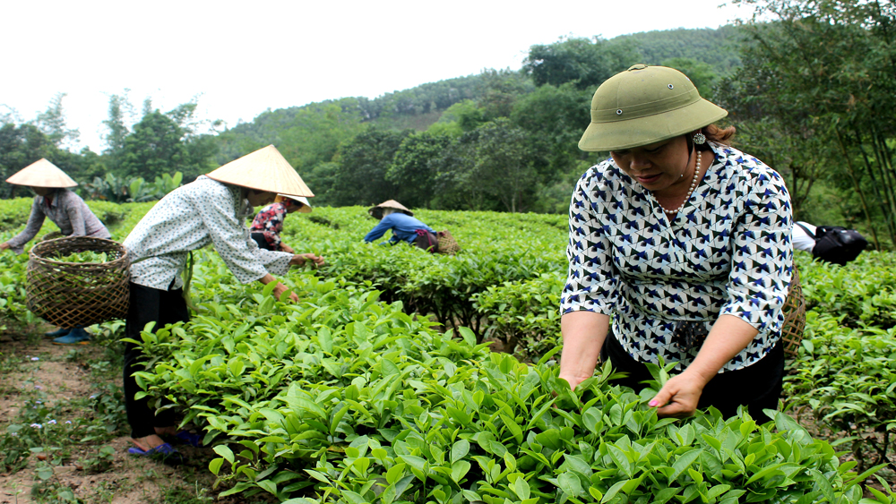 Sơn Động khó phát triển vùng chè chuyên canh