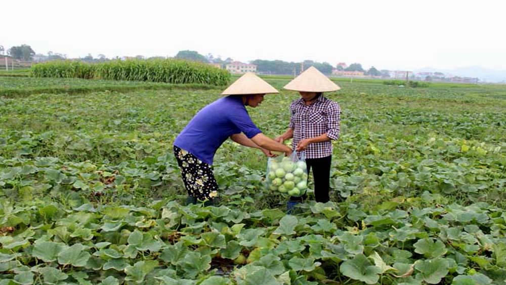 Tổ chức sản xuất 7 cánh đồng mẫu vụ mùa